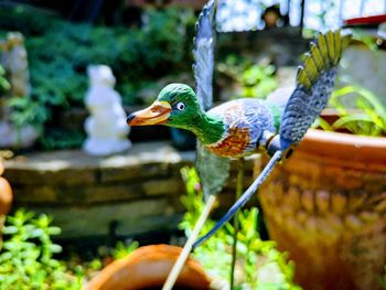 Close-up of a bird