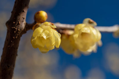 Close-up of yellow flowering plant against sky