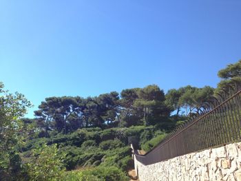 Trees against clear blue sky