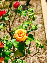 Close-up of rose plant