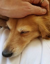 Close-up of dog with hand