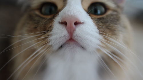 Close-up portrait of cat