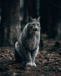 Cat looking away in a forest