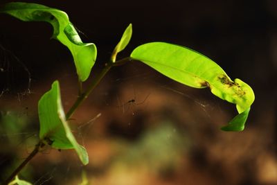 Close-up of insect on leaves