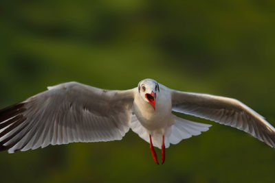 Close-up of bird flying against blurred background
