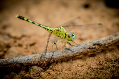 Close-up of insect