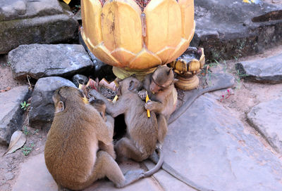 High angle view of monkey sitting on rock