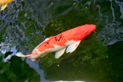 High angle view of koi carps swimming in pond