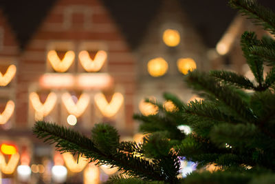 Close-up of illuminated christmas tree at night
