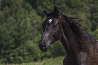 Close-up of horse on field