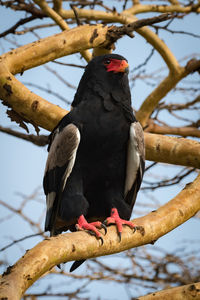 Low angle view of bateleur eagle perching on branch