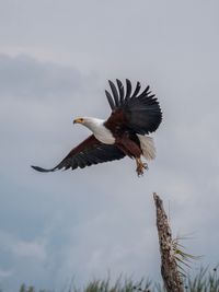 Low angle view of eagle flying in sky