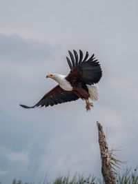 Low angle view of eagle flying in sky in ethiopia africa