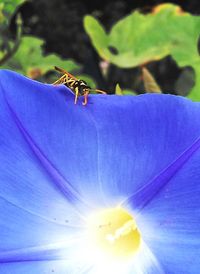 Close-up of butterfly perching on flower