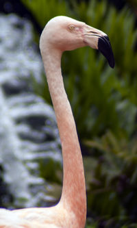 Close-up of swan in water