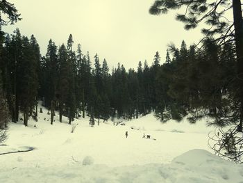 Trees on snow covered landscape against sky