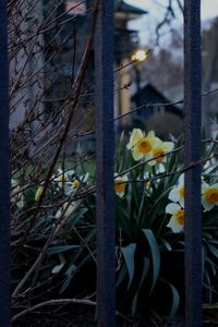 Close-up of yellow flowers
