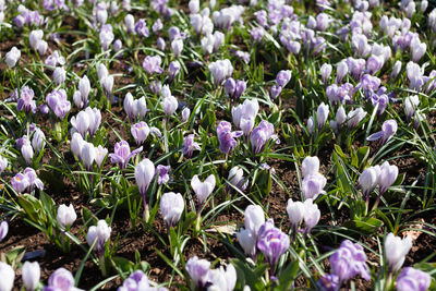 Close-up of purple crocus blooming on field