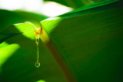 Close-up of gel flowing from leaf