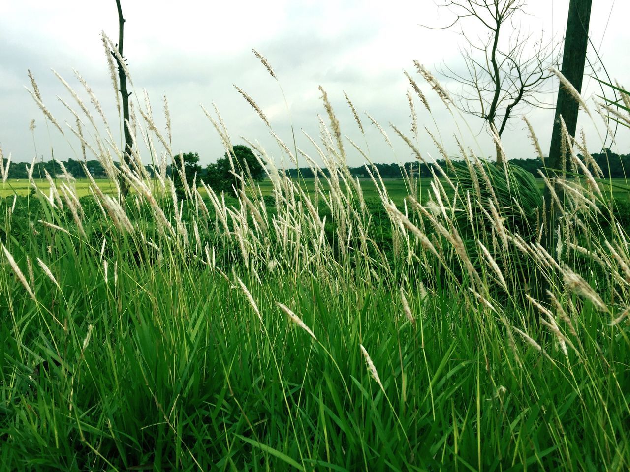 grass, field, growth, sky, green color, tranquility, nature, tranquil scene, grassy, beauty in nature, plant, landscape, scenics, day, cloud - sky, blade of grass, outdoors, no people, rural scene, green