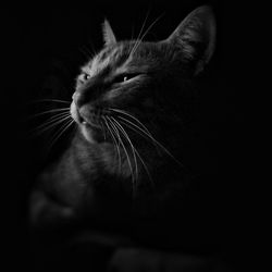 Close-up of cat looking away