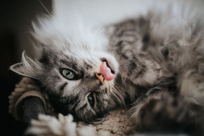 Close-up portrait of a cat