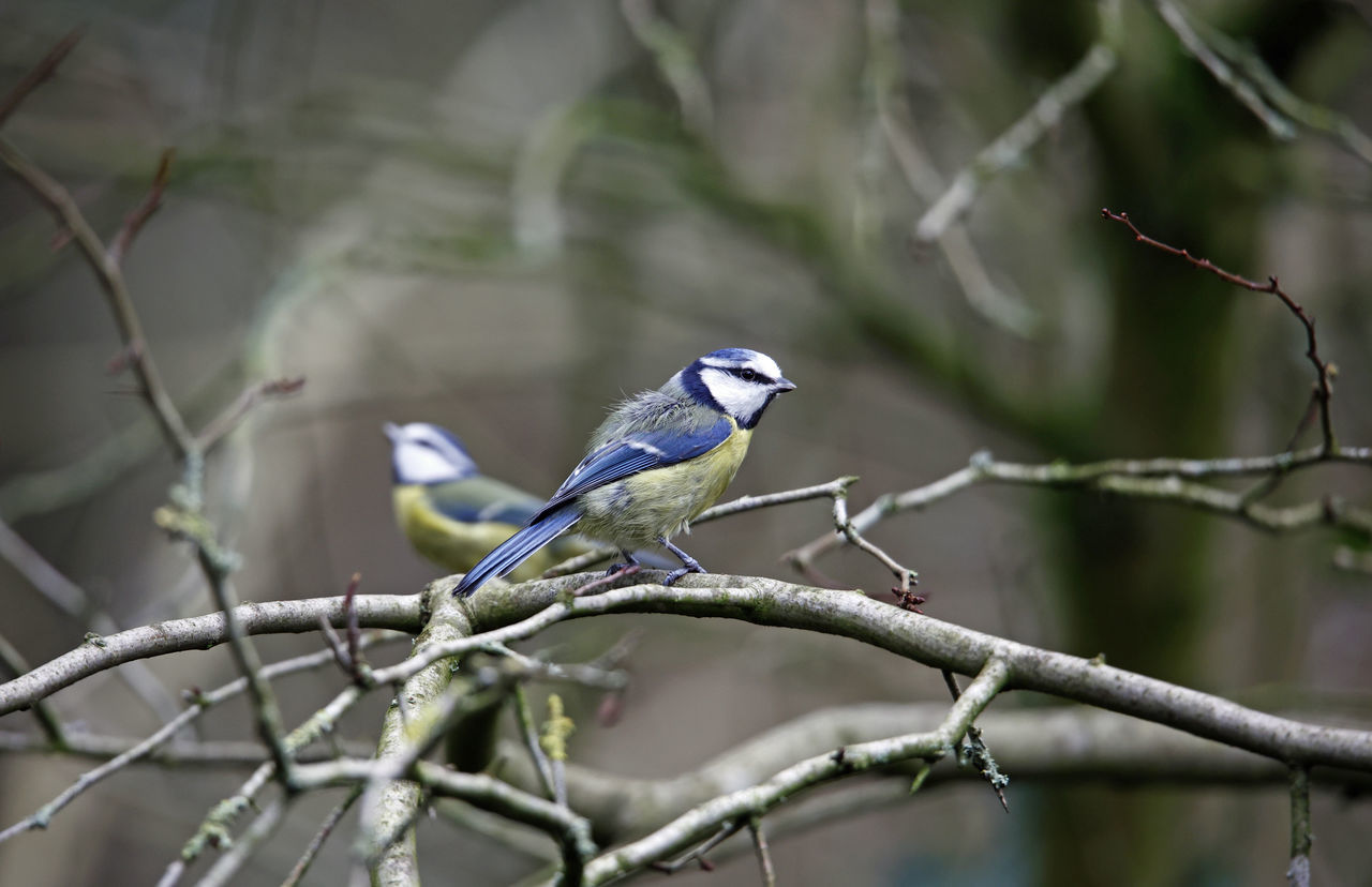 animal wildlife, bird, animal themes, animal, tree, wildlife, branch, perching, nature, one animal, plant, beak, beauty in nature, wilderness, no people, forest, outdoors, environment, tourism, focus on foreground, parakeet, tropical bird, twig, social issues