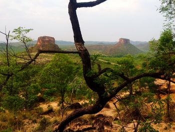 Scenic view of forest against sky