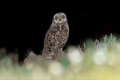 Portrait of owl perching on black background