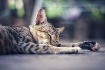 Close-up of a cat sleeping