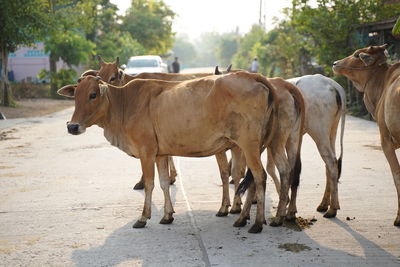 Cows standing in a horse