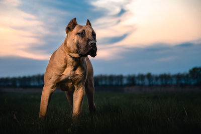 Dog looking away on field during sunset