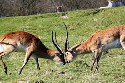 Antelopes fighting on field