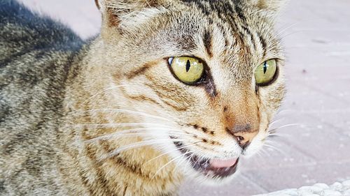 Close-up of a cat