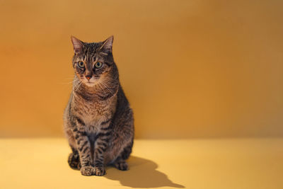 Portrait of tabby cat