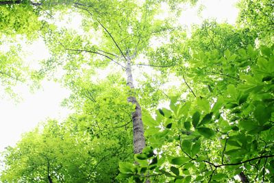 Low angle view of tree against sky