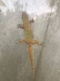 High angle view of lizard