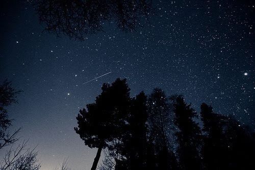 night, star - space, tree, low angle view, star field, astronomy, galaxy, scenics, beauty in nature, star, tranquil scene, sky, tranquility, nature, silhouette, infinity, space, constellation, dark, illuminated