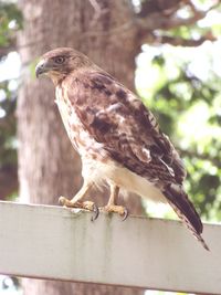 Close-up of eagle perching on wood