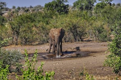 Elephant playing in water