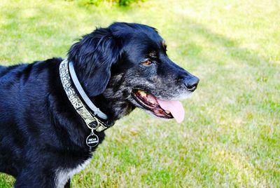 Close-up of dog on grassy field