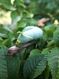 Close-up of lizard on leaves