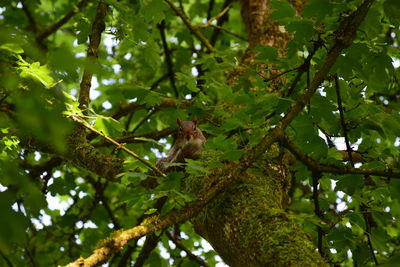 Low angle view of bird perching on tree