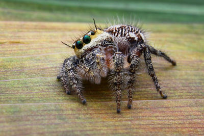 Close-up of spider