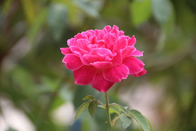 Close-up of pink rose