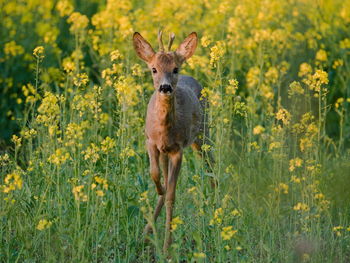 Portrait of deer on flower field