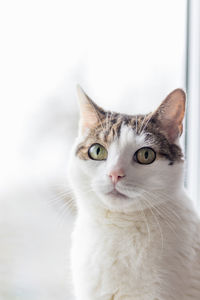 Close-up portrait of cat