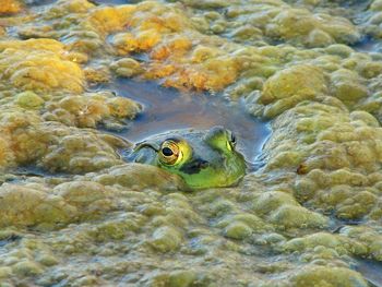 Frog getting algae pond love