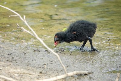 Close-up of a bird drinking water