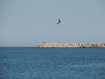 Seagull flying over sea against clear sky